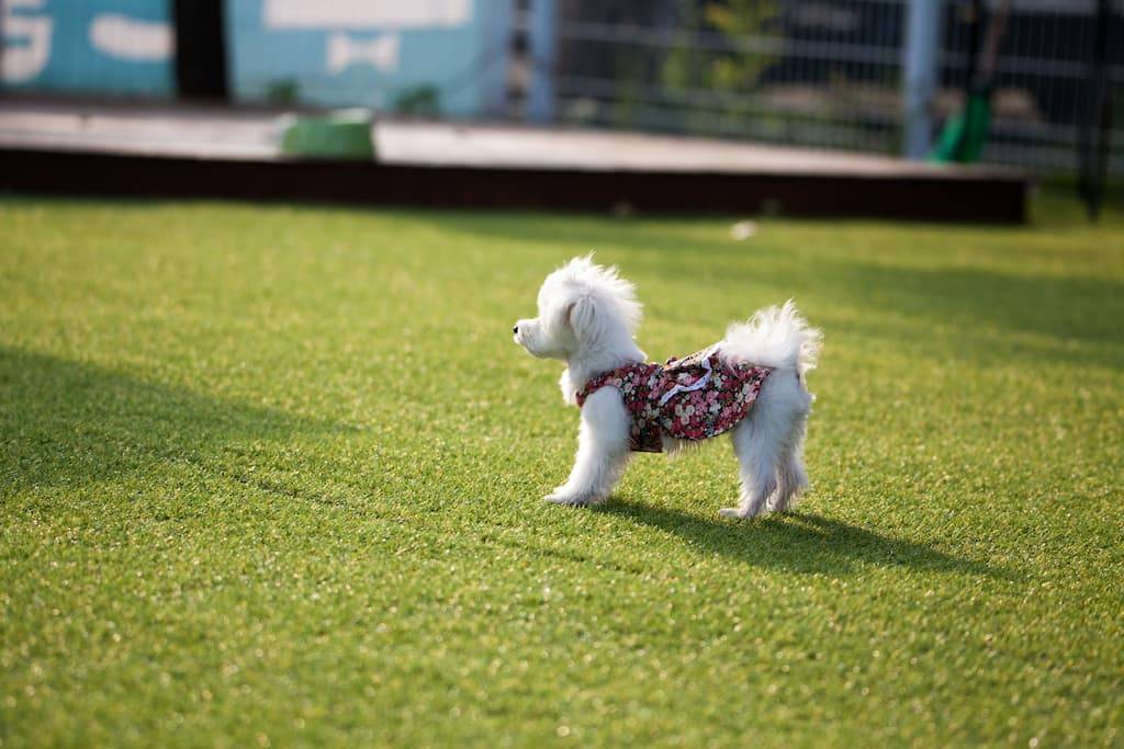 cuidados del césped artificial si tienes una mascota